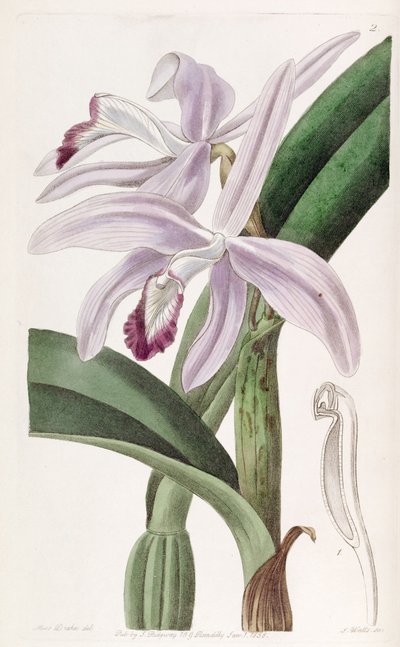 Sophronitis perrinii by Miss Drake